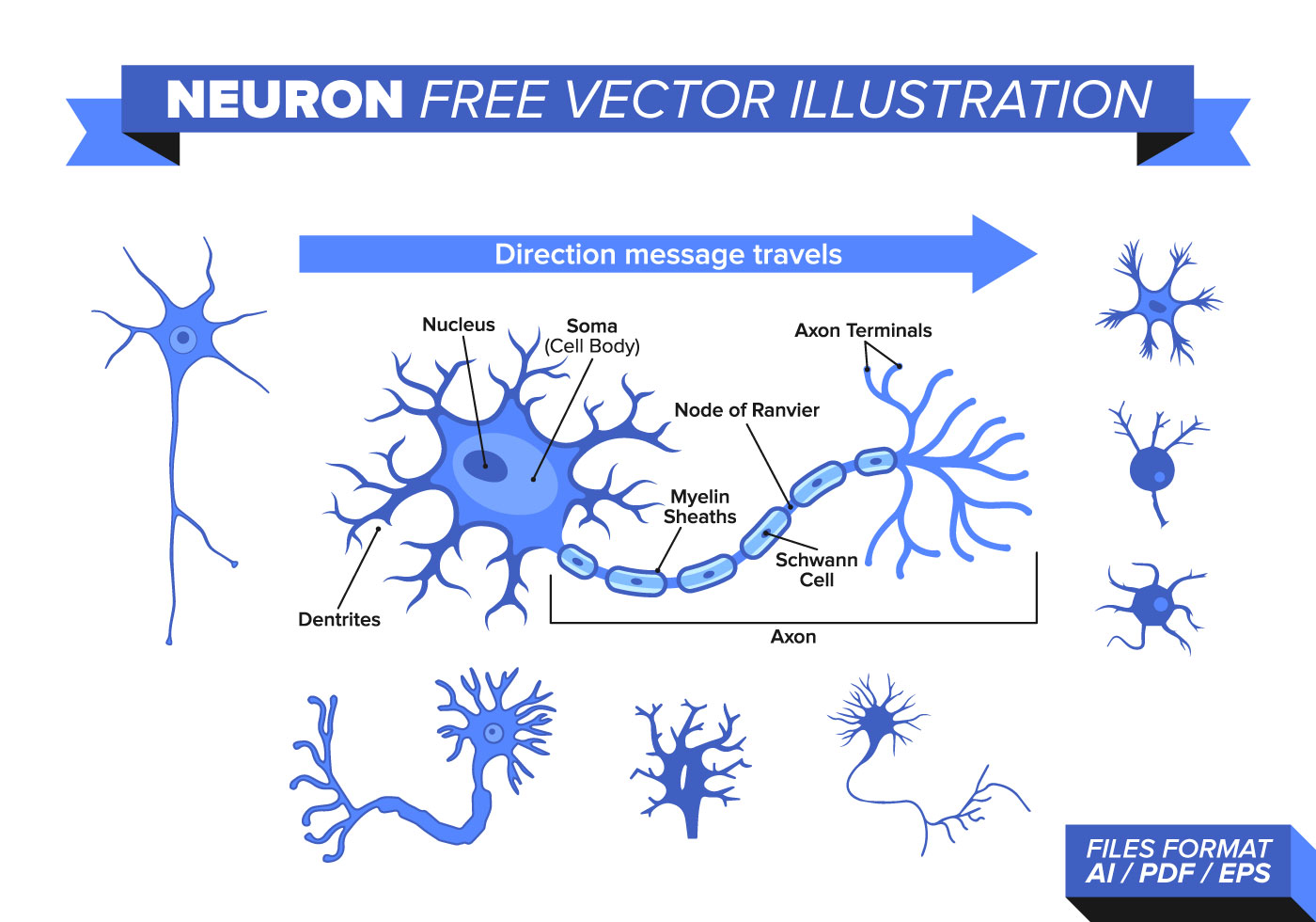Neuron Free Vector Illustration