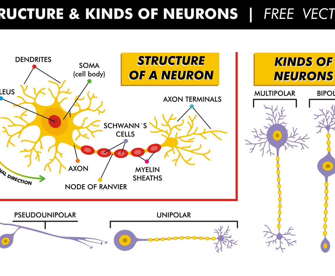 Structure  Kinds of Neurons Free Vector