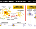 Structure  Kinds of Neurons Free Vector