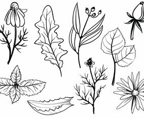 Free Herbs Vectors