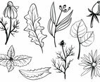 Free Herbs Vectors