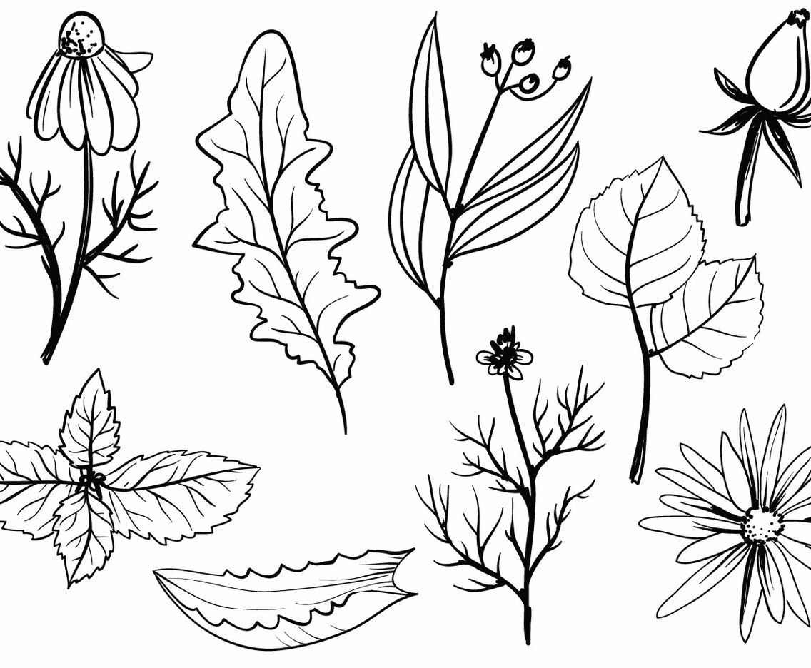 Free Herbs Vectors