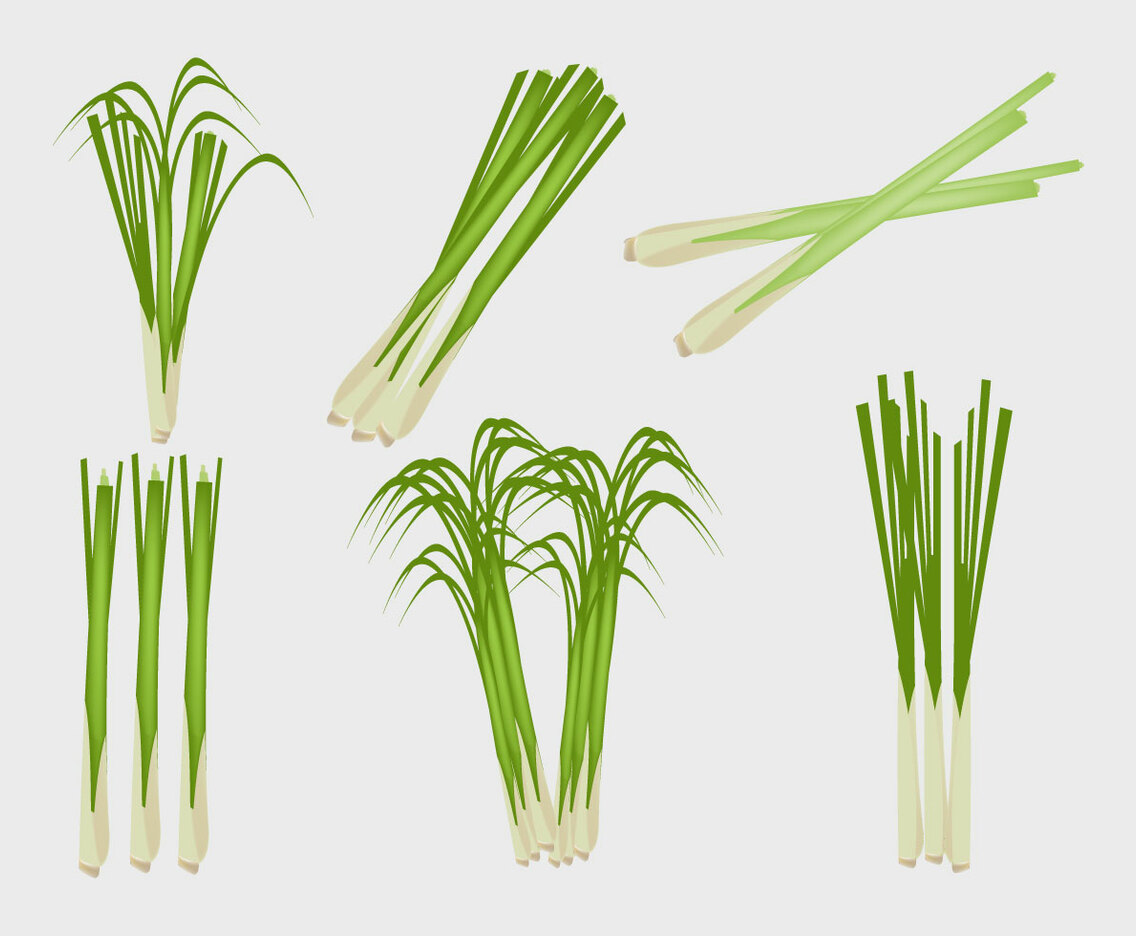 Lemongrass Illustration Vector
