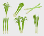 Lemongrass Illustration Vector