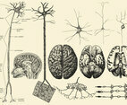 Brain And Neuron Drawings