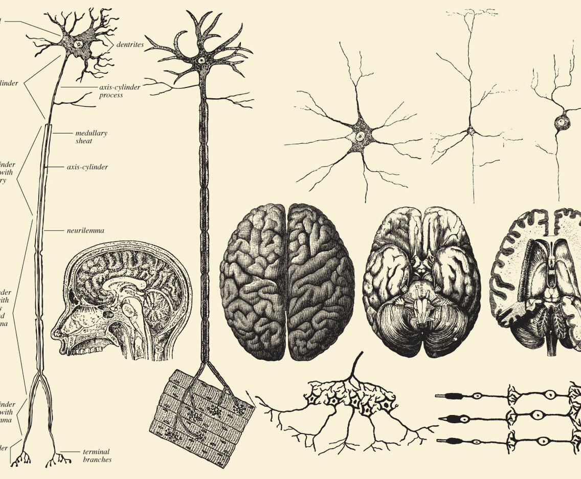 Brain And Neuron Drawings