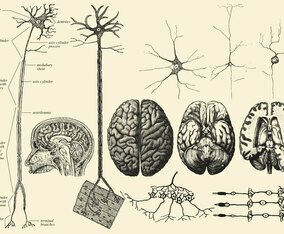 Brain And Neuron Drawings