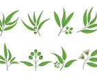 Set Of Eucalyptus Vector