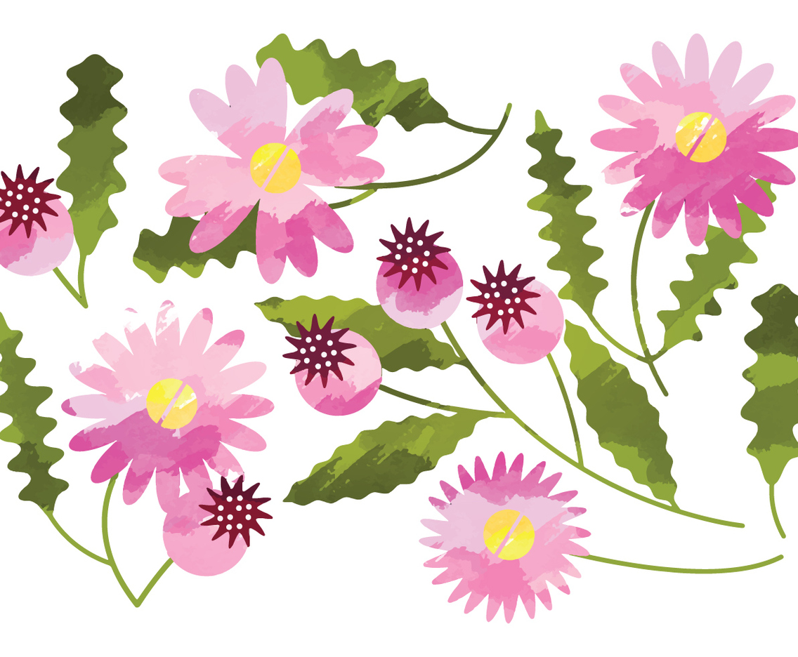 Vector Watercolor Daisy Flower Elements