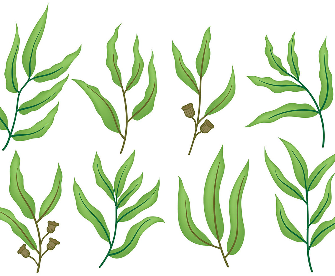Free Eucalyptus Icons Vector