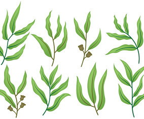 Free Eucalyptus Icons Vector