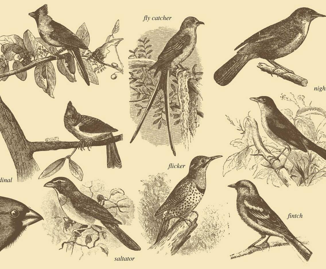 Little Bird Drawings