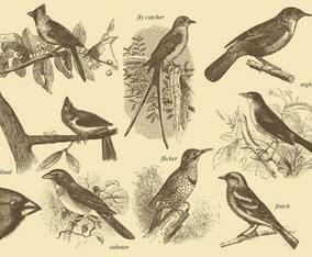 Little Bird Drawings