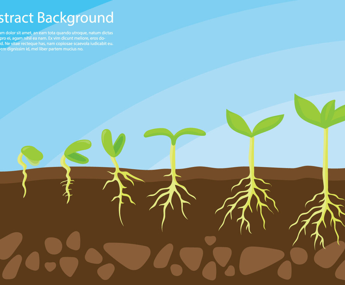 Plant Grow Up Concept Vector