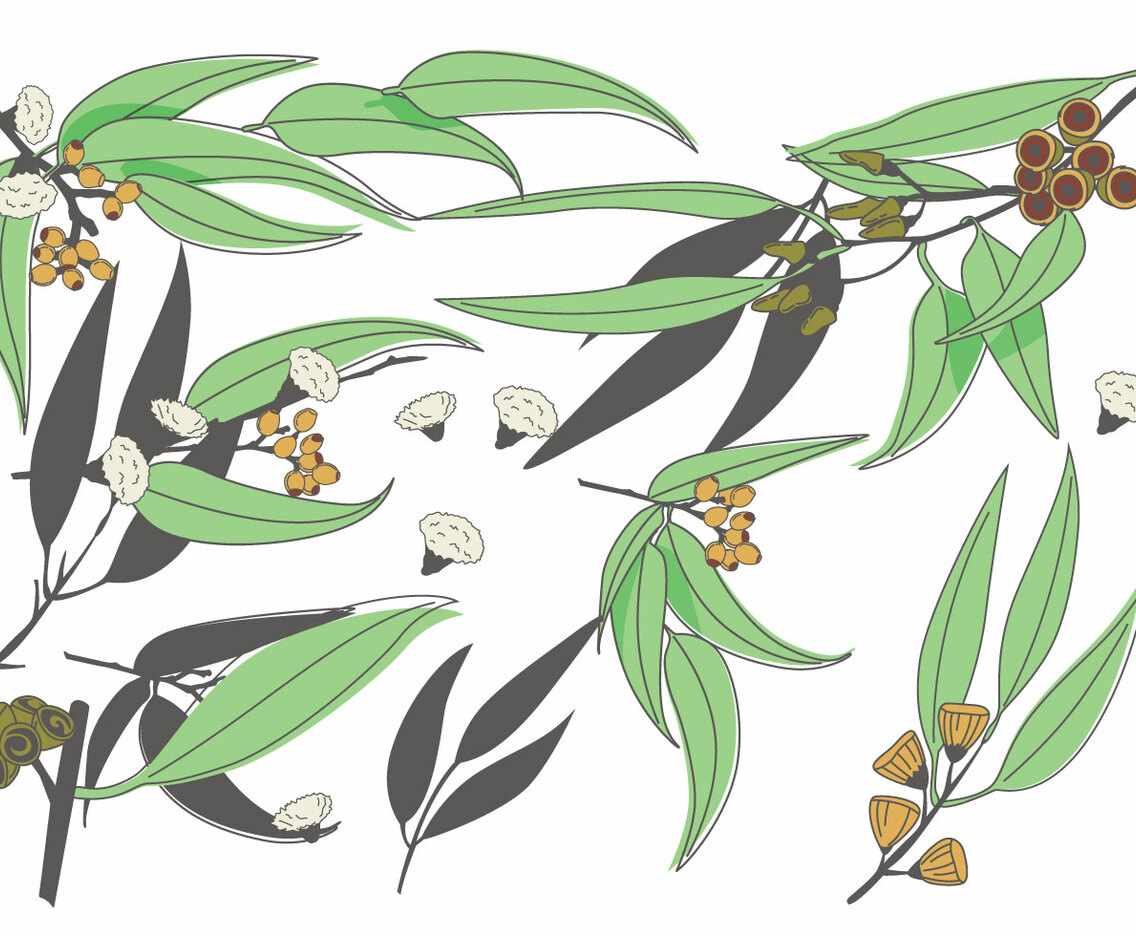 Eucalyptus Vector
