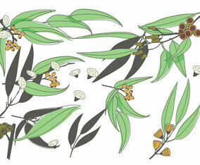 Eucalyptus Vector