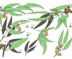 Eucalyptus Vector