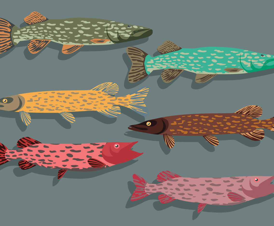 Pike Motif Skin Vector