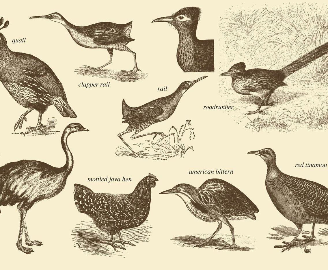 Flightless Birds Drawings
