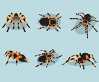 Various Tarantula Vector