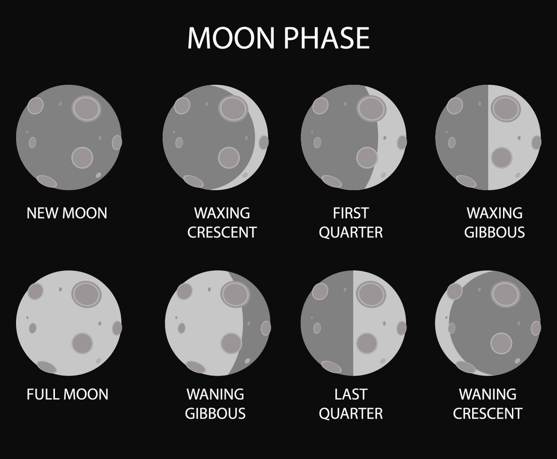 Free Moon Phase Vector