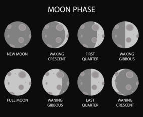 Free Moon Phase Vector