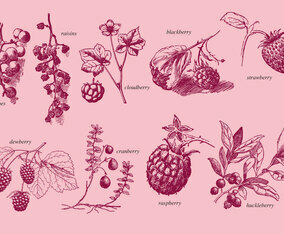 Old Style Drawing Berries