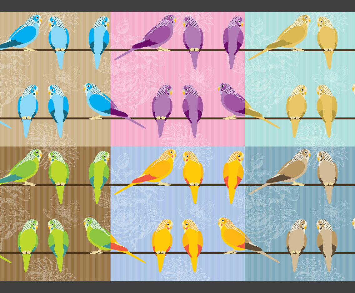 Budgie Bird Vector Backgrounds