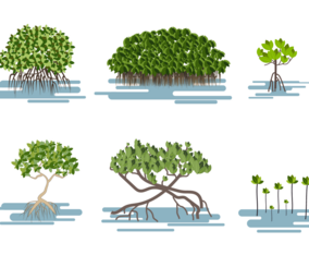 Free Mangrove Vector
