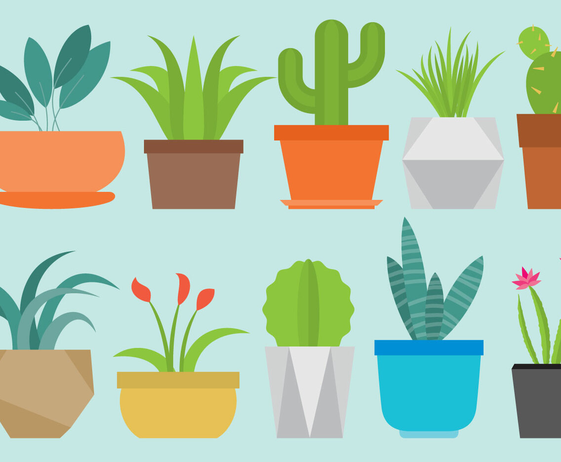 Home Plants