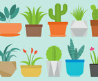 Home Plants