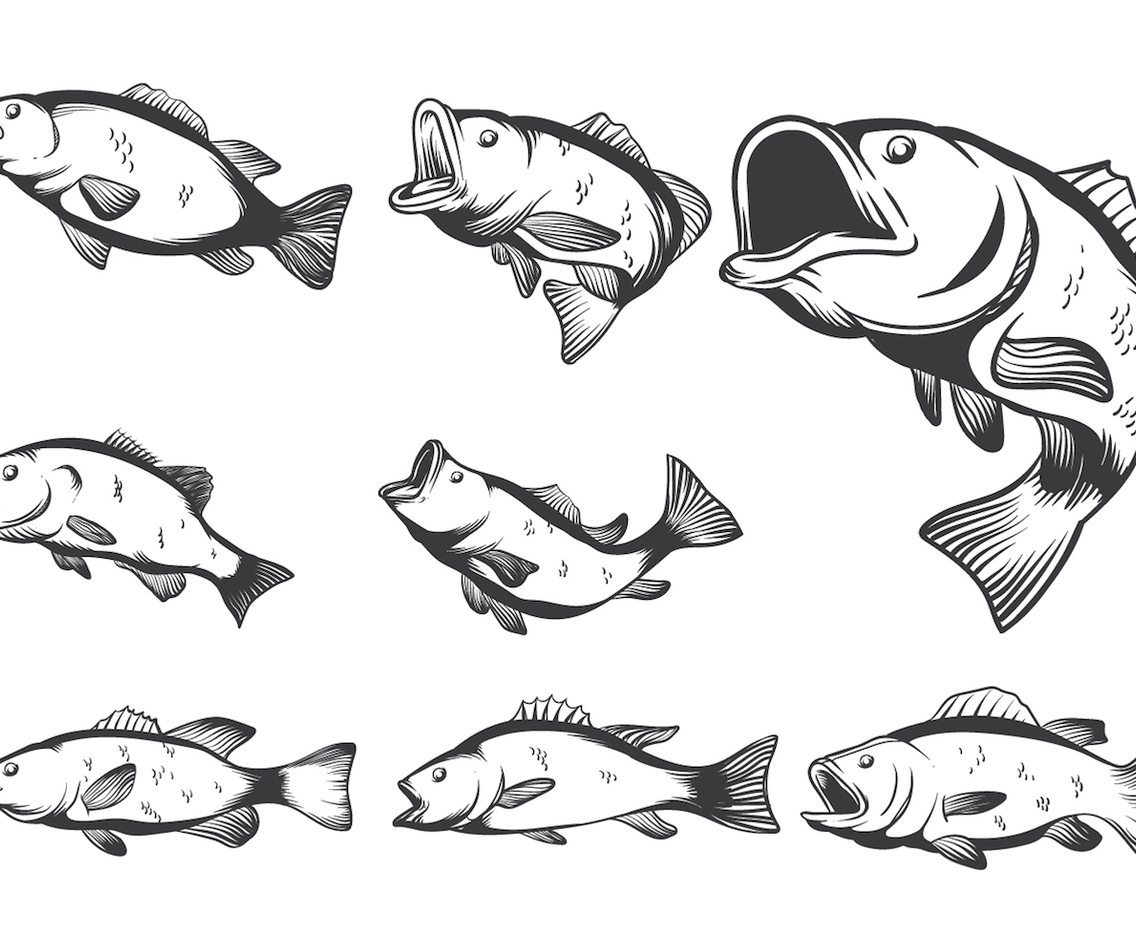 Bass Fish Vectors