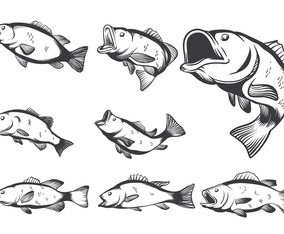 Bass Fish Vectors