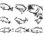 Bass Fish Vectors