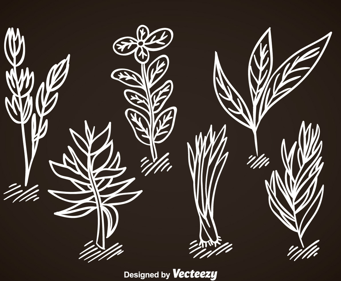Spices Vector Set