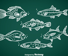 Fish Hand Drawn Vector