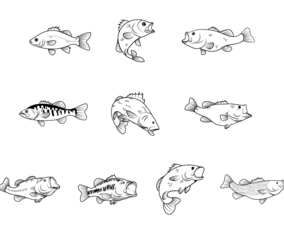 Free Bass Fishes Vector