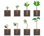 Grow Up Plant Vector