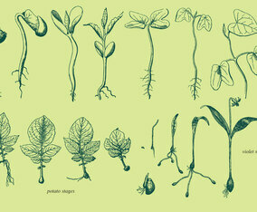 Vector Grow Up Plants