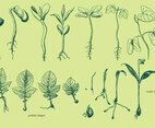 Vector Grow Up Plants