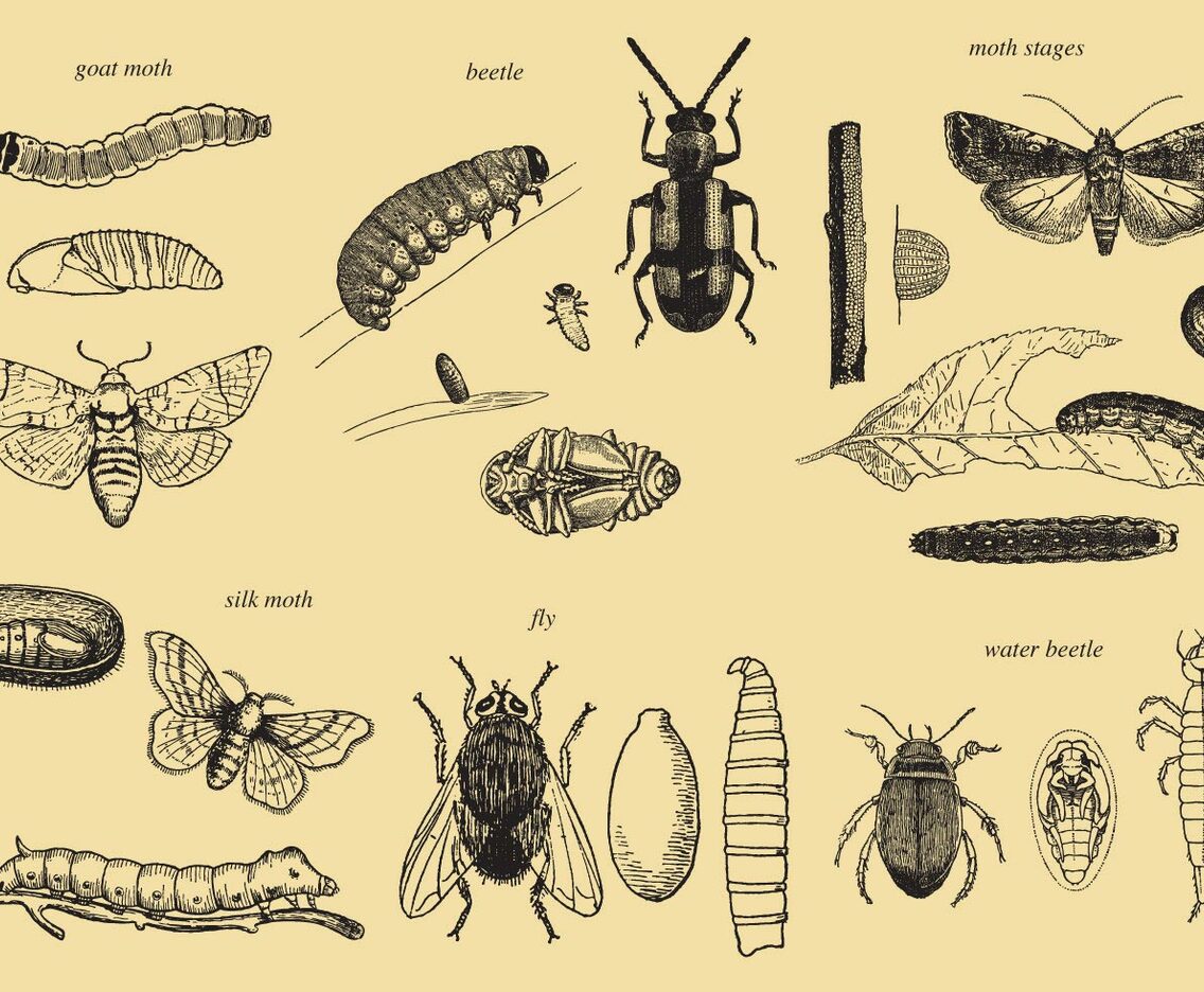 Grow Up Insect Vectors