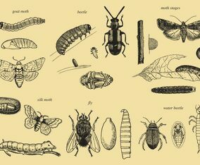 Grow Up Insect Vectors