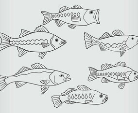 Bass Fish Vector