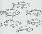 Bass Fish Vector