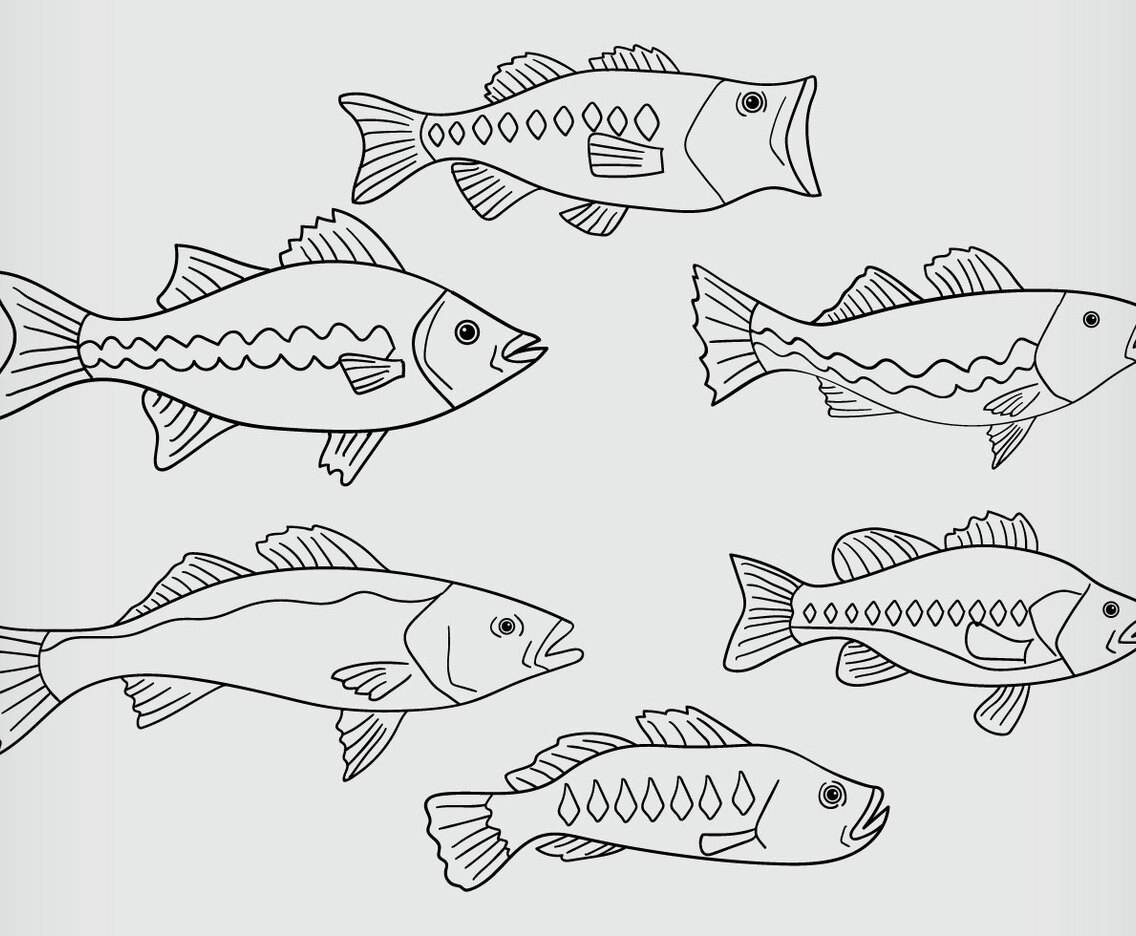 Bass Fish Vector
