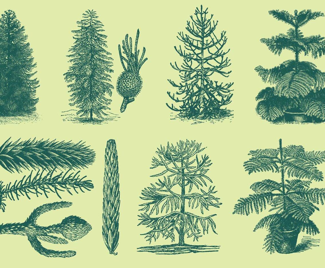 Old Style Drawing Araucarias