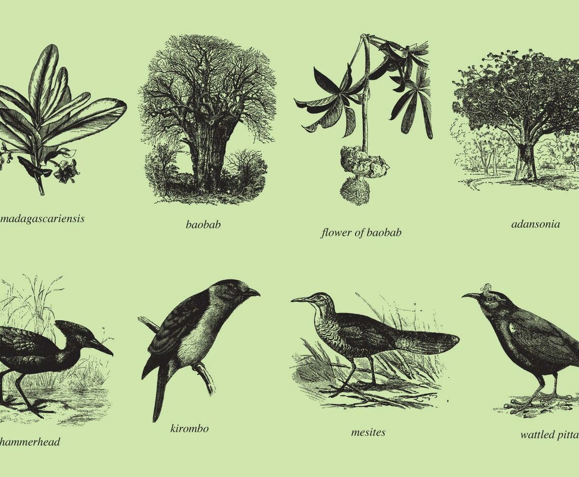 Madagascar Trees And Birds