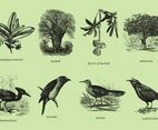 Madagascar Trees And Birds