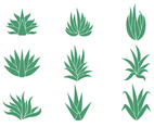 Free Maguey Vectors