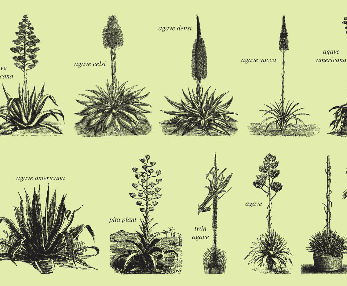 Agave And Maguey Drawings